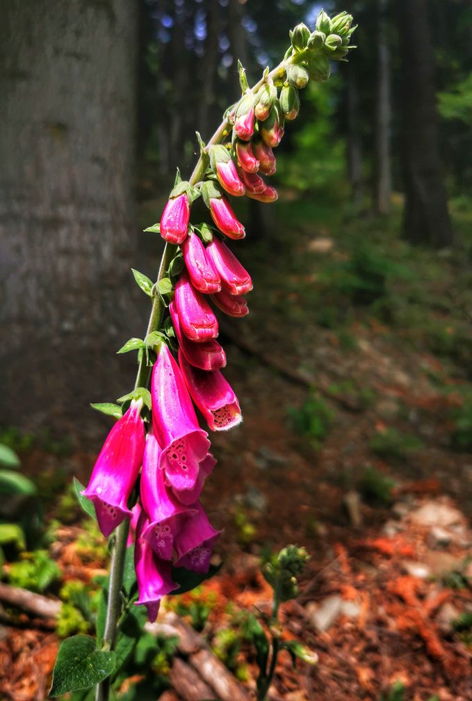 Naparstnica purpurowa, las, Beskid Śląski