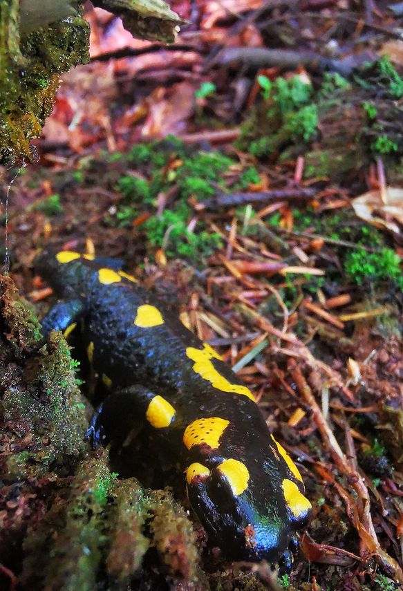 Salamandra plamista, Beskid Śląski, las