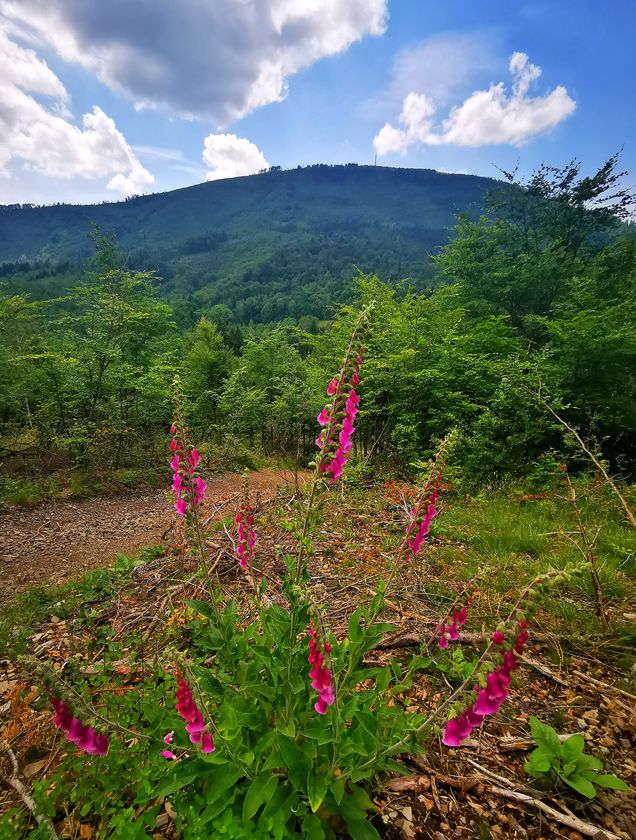 Widok na Skrzyczne, Palenica w Beskidzie Śląskim, Naparstnica purpurowa, lato