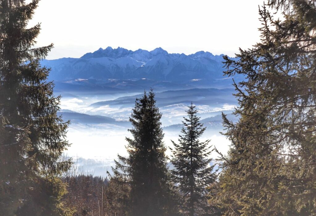 Widok na Tatry ze szlaku niebieskiego na Lubań w Gorcach