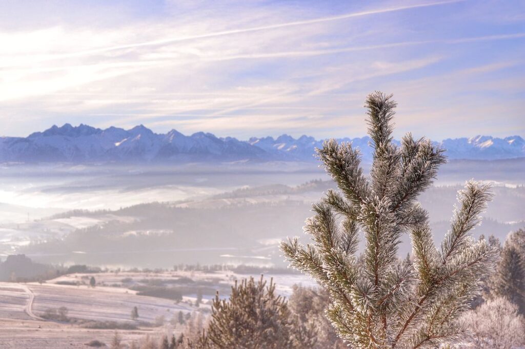 Widok na zaśnieżone Tatry z góry Wdżar w Pieninach