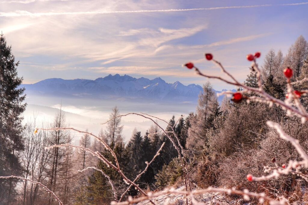 Widok na zaśnieżone Tatry z trasy na górę Wdżar, dzika róża, Kluszkowce