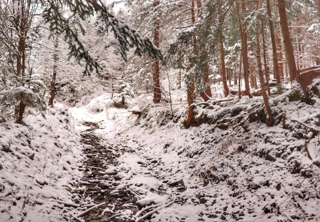 Śnieg, kamienie na ścieżce dydaktycznej - Zawoja Czatoża, las