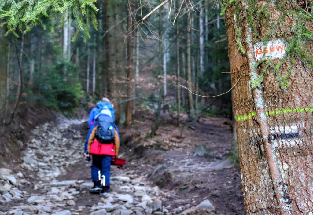 Turysta z dzieckiem, szlak czarny na Modyń - oznaczenie Głównego Szlaku Beskidu Wyspowego, las, kamieniste podejście