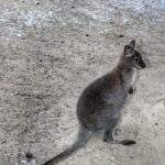 Kangur w Mini Zoo w Żywcu