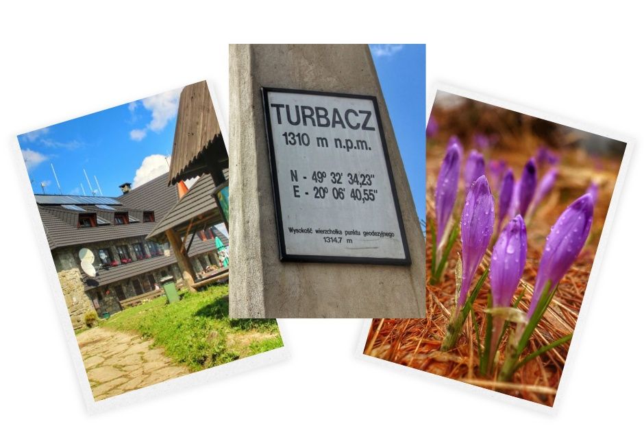Turbacz schronisko – szlak z Poręby Wielkiej (Koninki), krokusy w Gorcach