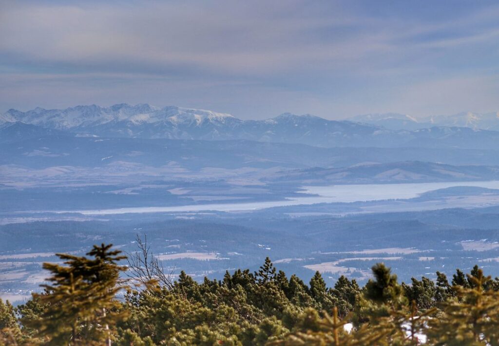 Widok na Tatry z czerwonego szlaku na Babią Górę, kosodrzewina, okolice Kępy