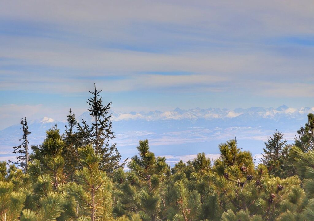 Widok na Tatry z czerwonego szlaku na Babią Górę, kosodrzewina, okolice Kępy