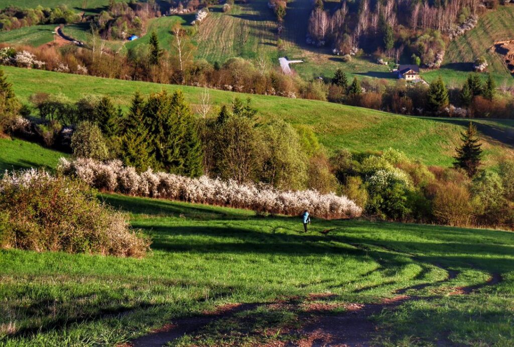 Krusetnica - Słowacja, wiosna, polana