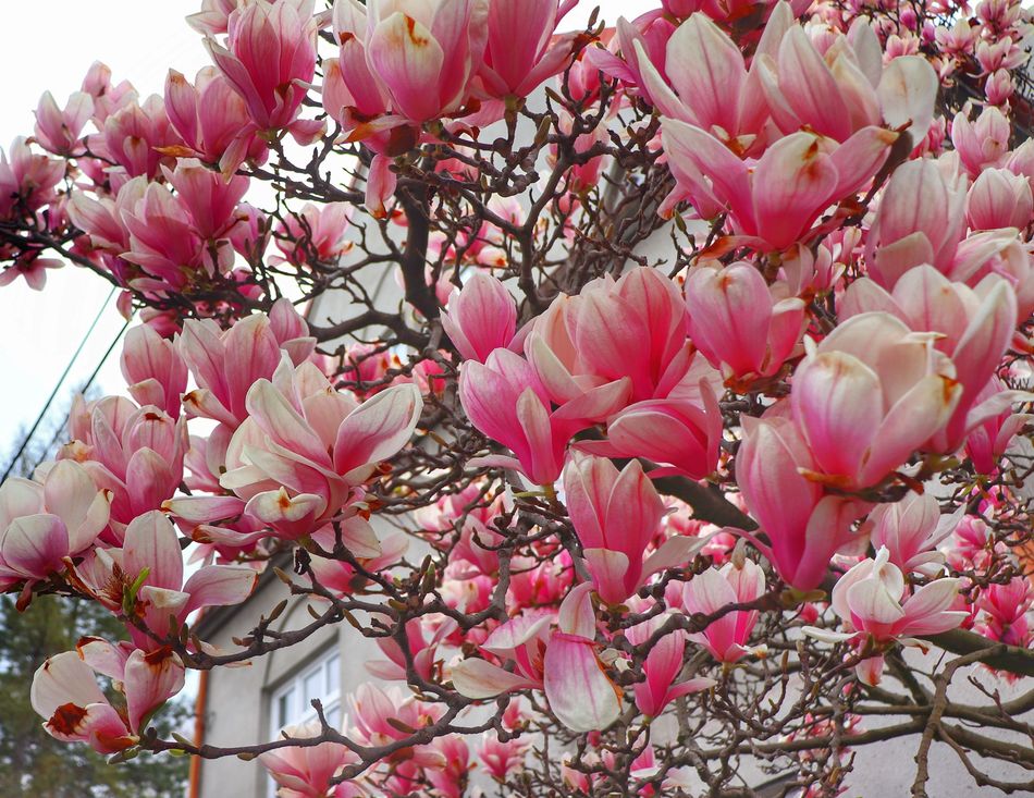 Cieszyn Szlak Kwitnących Magnolii – trasa, zdjęcia