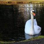 Łabędź niemy w żywieckim parku