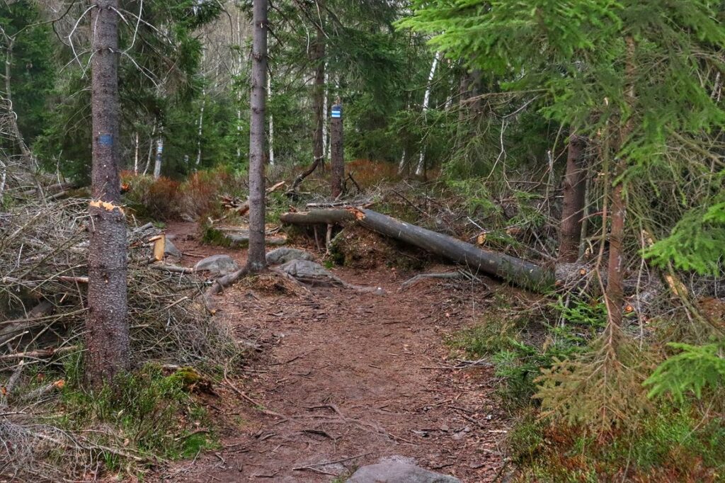 Park Narodowy Gór Stołowych, las, oznaczenie na drzewach niebieskiego szlaku