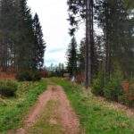 Szeroka leśna droga na zielonym szlaku prowadzącym do wieży widokowej - Feistův kopec