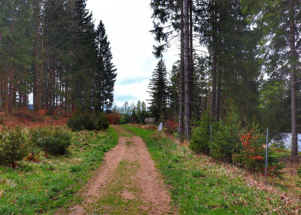 Szeroka leśna droga na zielonym szlaku prowadzącym do wieży widokowej - Feistův kopec
