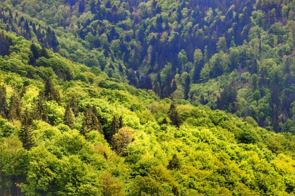 Dedovka - widok z wieży widokowej, zbliżenie na drzewa, wiosna