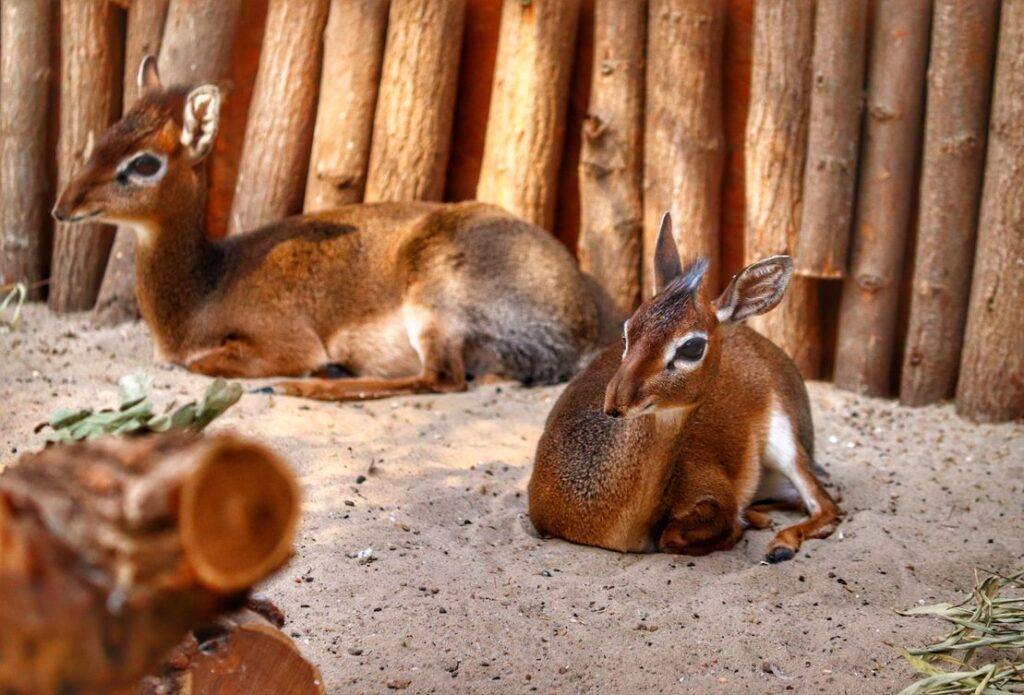 Zoo Wrocław - dikdik sawannowy