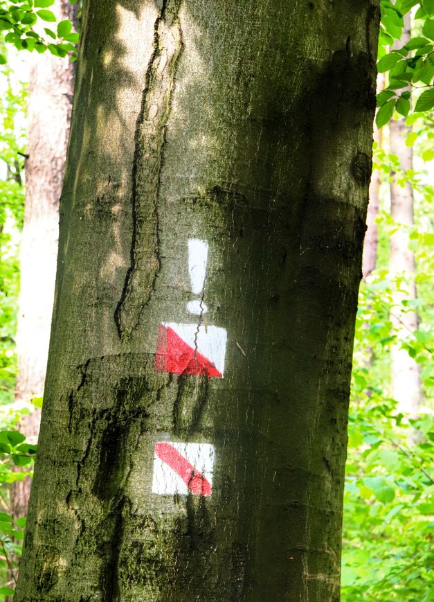 Drzewo, biały wykrzyknik, czerwony szlak spacerowy