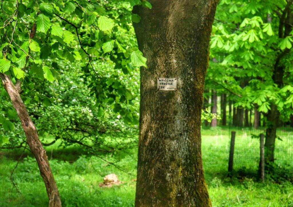 Drzewo, kartka na szczycie Wróżna - Vružna