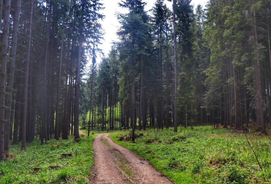 Dwusetny Las Jodłowy w Lipnicy Wielkiej