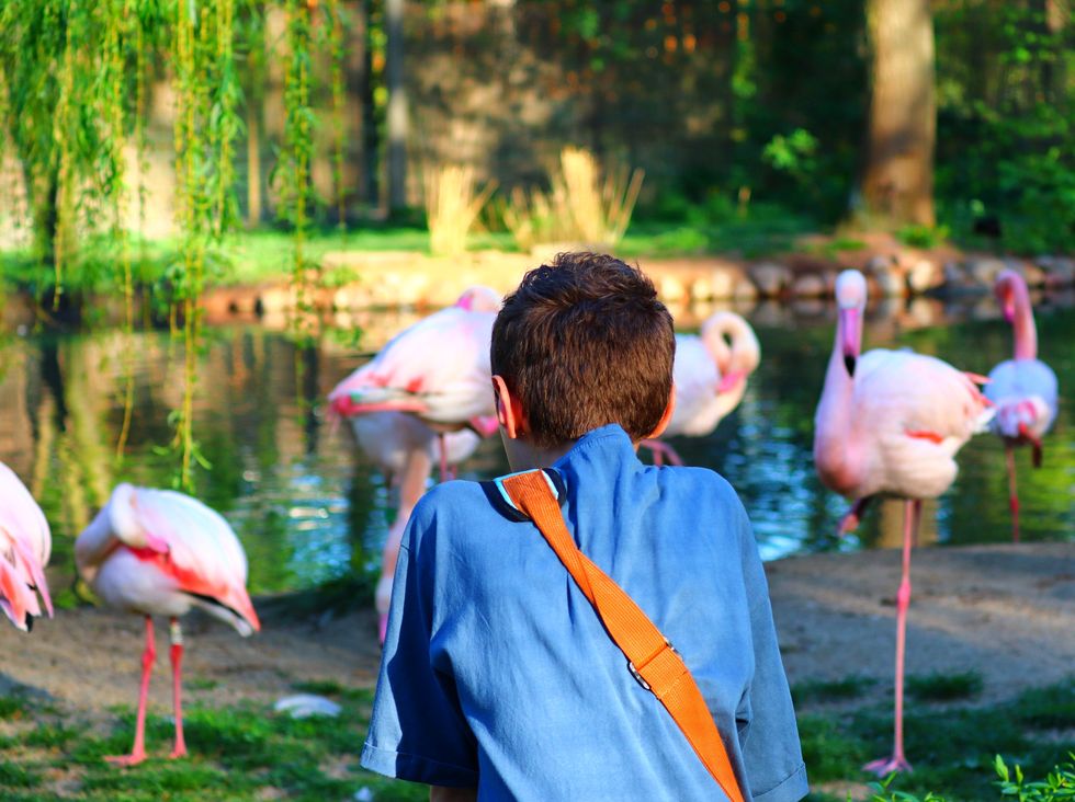 Dziecko podziwiające flamingi, Zoo Wrocław