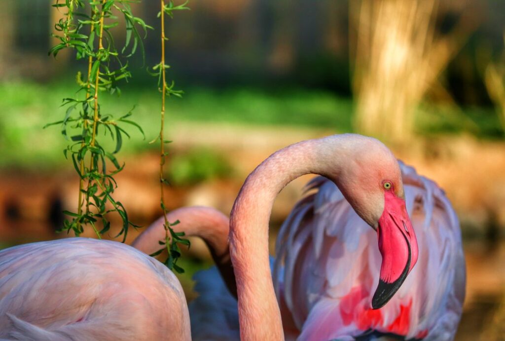 Flaming Zoo Wrocław