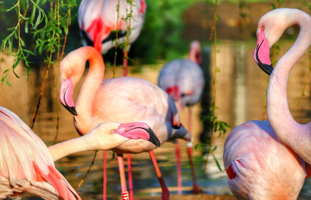 Flamingi, ZOO WROCŁAW