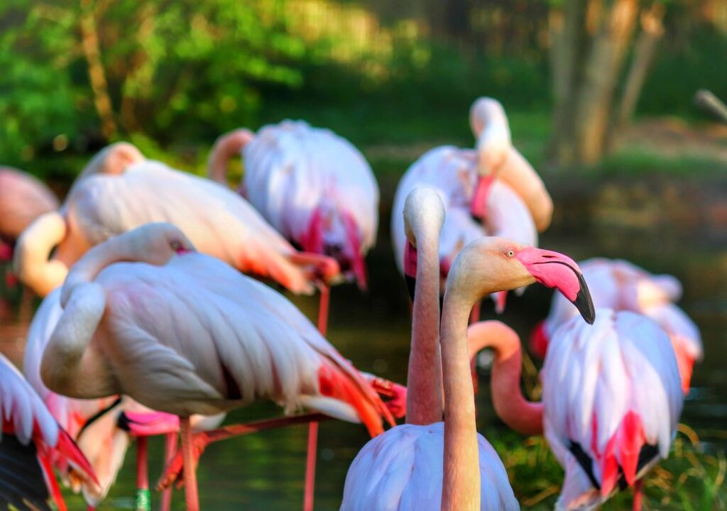 Flamingi we wrocławskim zoo