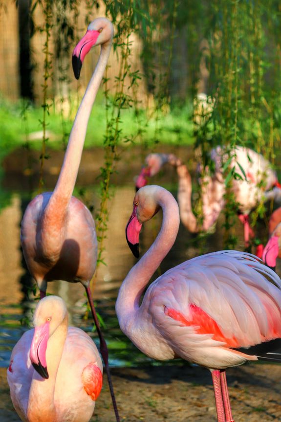 Flamingi we wrocławskim zoo