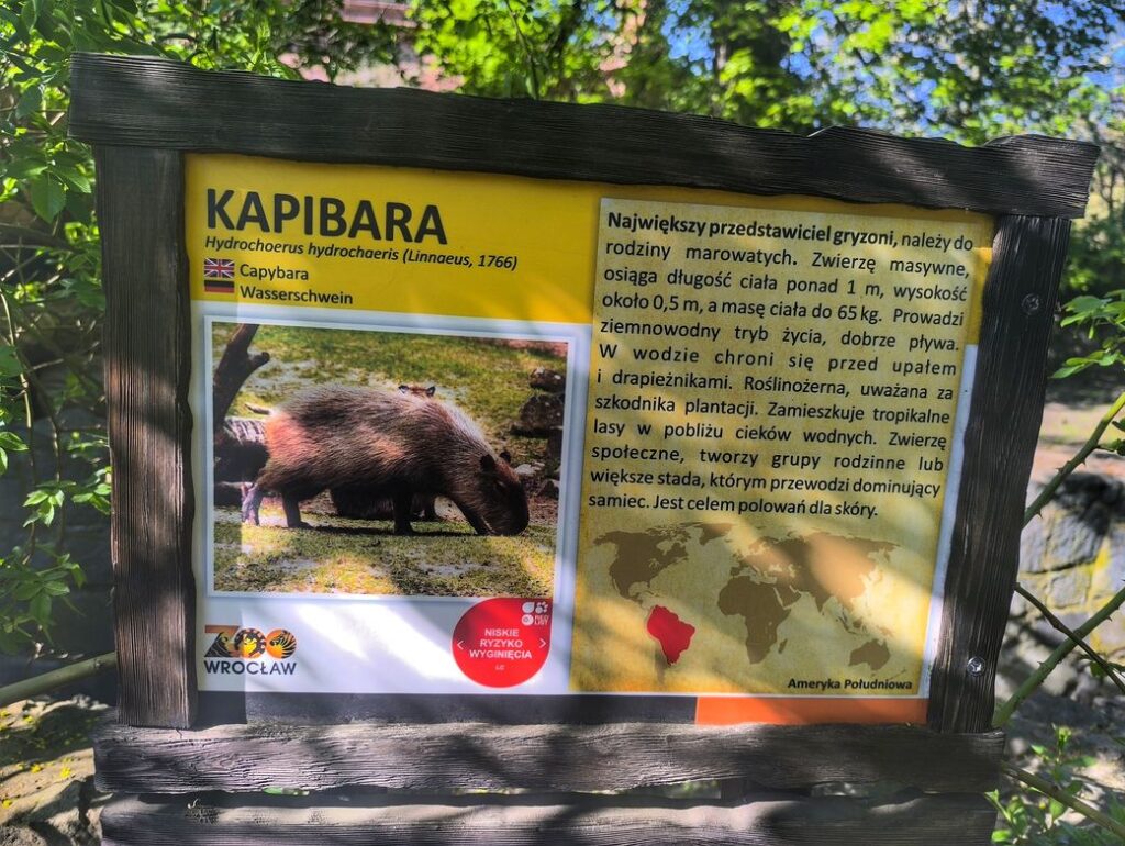 Kapibara - tablica informacyjna we wrocławskim zoo