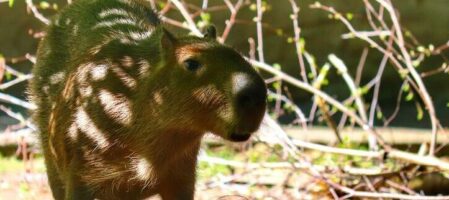 ZOO Wrocław – zwiedzanie z dzieckiem, zdjęcia, kapibara, oceanarium