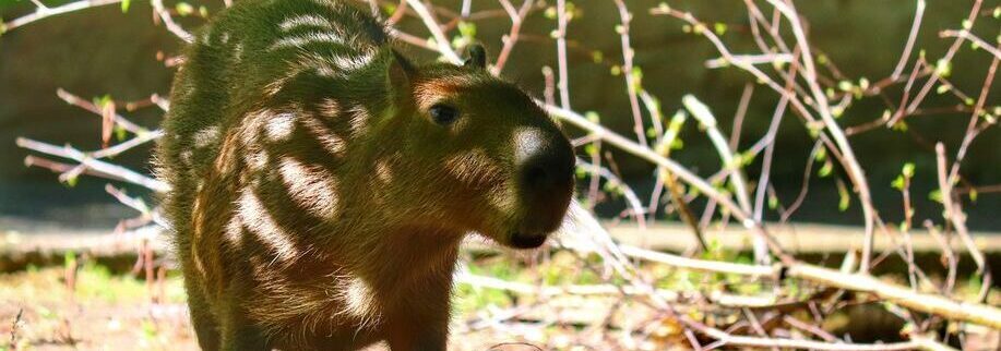 ZOO Wrocław – zwiedzanie z dzieckiem, zdjęcia, kapibara, oceanarium