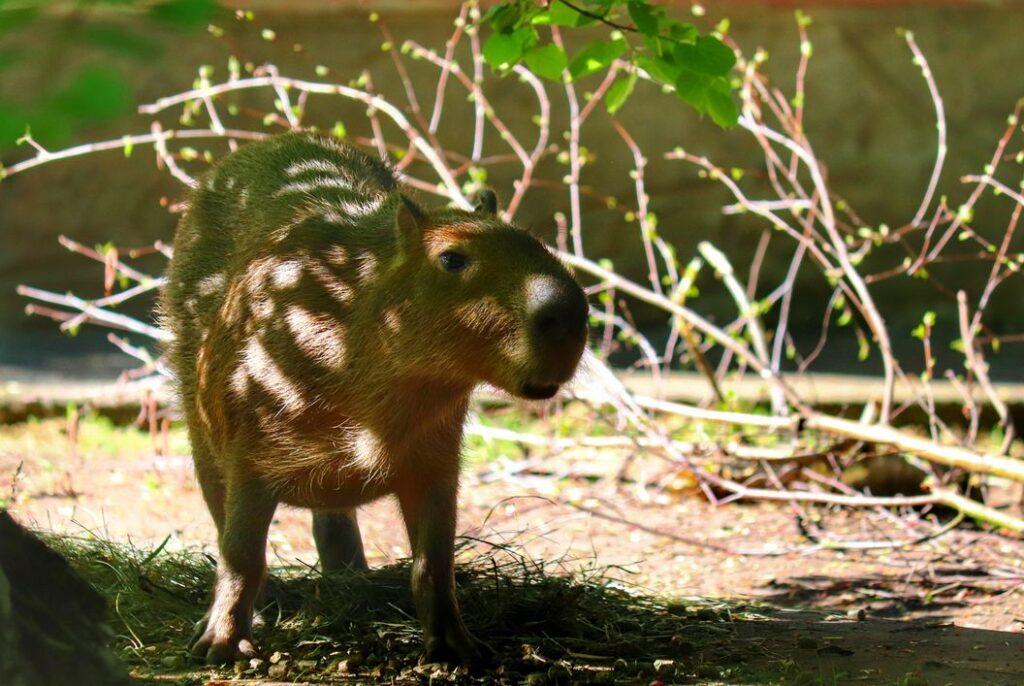 Kapibara we wrocławskim zoo