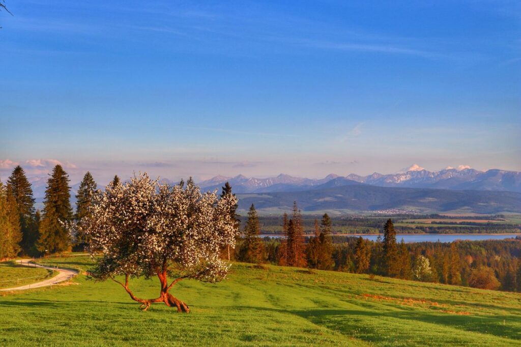 Lipnica Wielka - Marysina Polana, widok na Tatry, wiosenne drzewo, piękne popołudnie