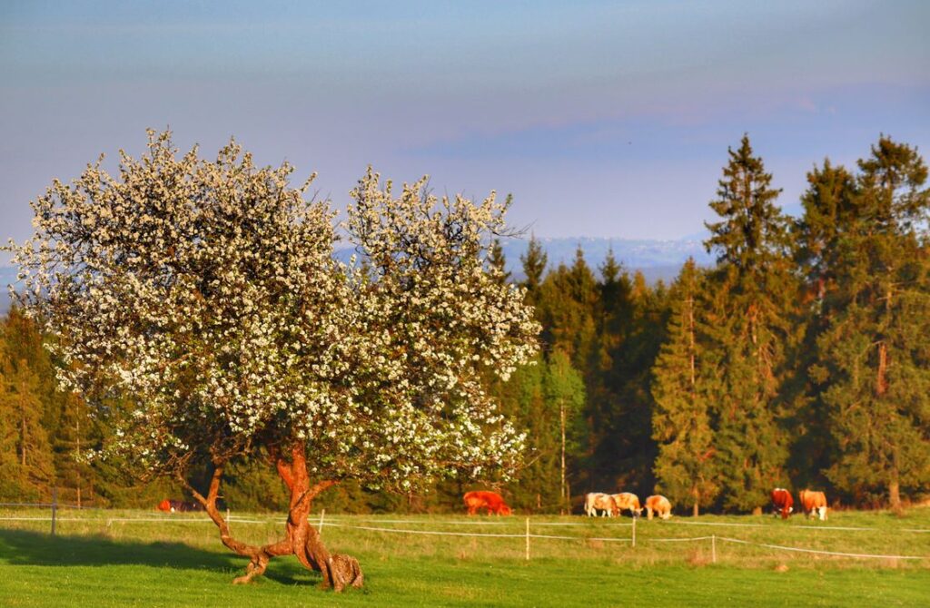 Lipnica Wielka - Marysina Polana, wiosenne drzewo, w tle krowy