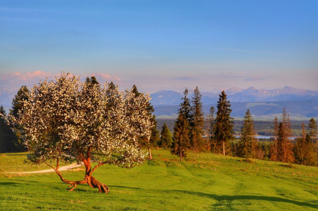 Lipnica Wielka - Marysina Polana, wiosenny krajobraz, Tatry