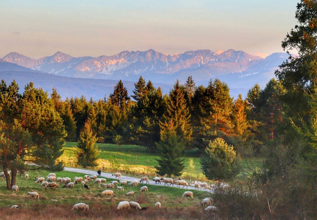 Lipnica Wielka, polana, owieczki, widok na Tatry - szlak żółty do wieży widokowej - Marysina Polana