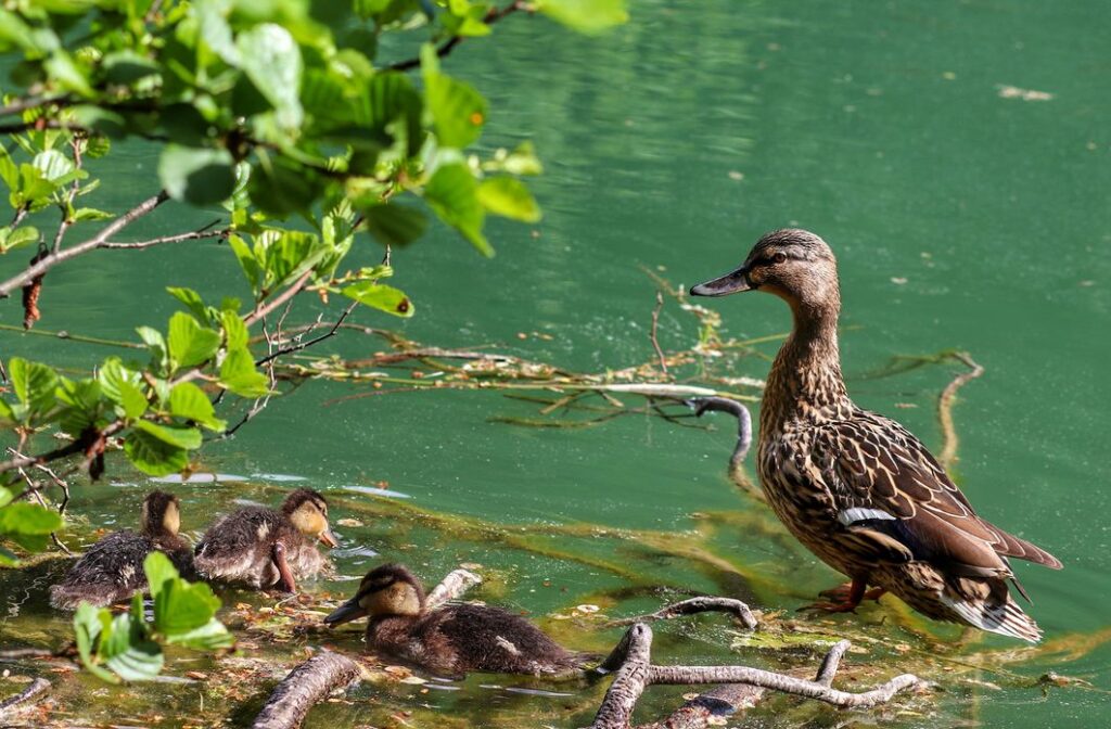 Mama kaczka z dziećmi, Akwen Ton w Goleszowie, wiosna