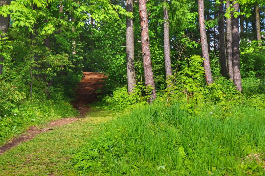 Ostatnie podejście przez las na czerwonym szlaku spacerowym w Goleszowie na wzniesienie Wyrchgóra