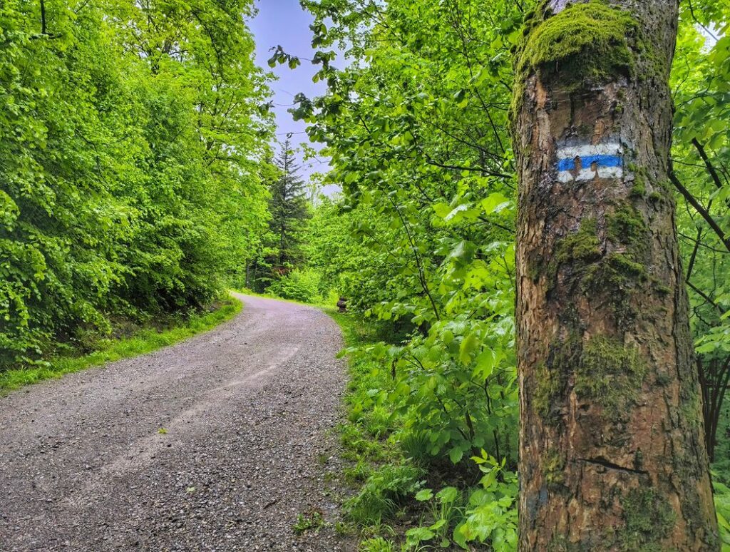 Oznaczenie niebieskiego szlaku na drzewie, szeroka leśna droga, Lipnik