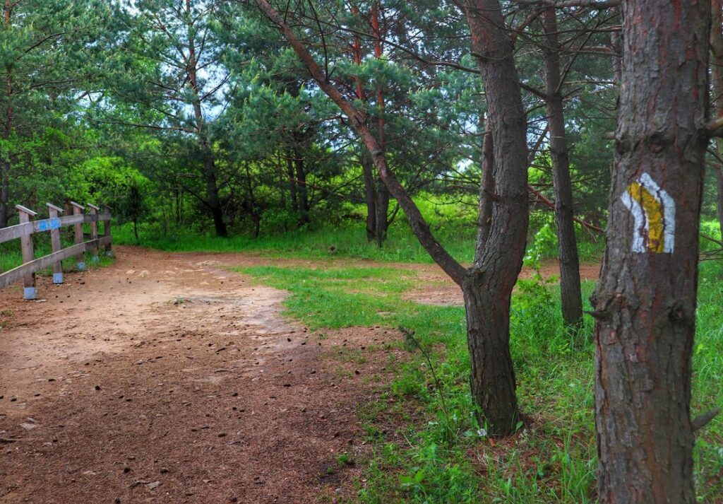 Park Gródek, leśna ścieżka, miejsce skrętu w lewo żółtego szlaku