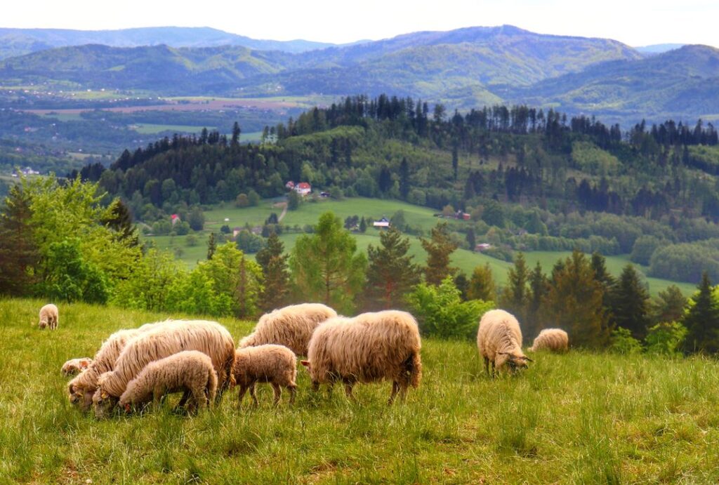 Polana z widokiem, owce, okolice szczytu Ostry (Ostrý vrch) w Czechach
