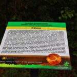 Ścieżka Edukacyjna Model Układu Słonecznego - WENUS - Park Gródek, Jaworzno