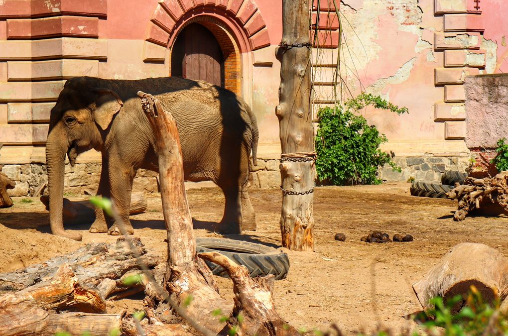 Słoń w zoo we Wrocławiu