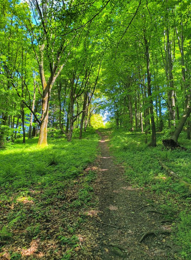 Strome podejście przez las, szczyt Ostry, Beskid Śląski