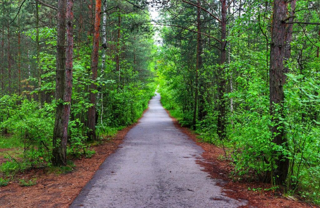 Szeroka, asfaltowa droga biegnąca przez las, Park Gródek, Jaworzno
