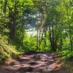 Szeroka, asfaltowa droga leśna, zielony szlak Goleszów