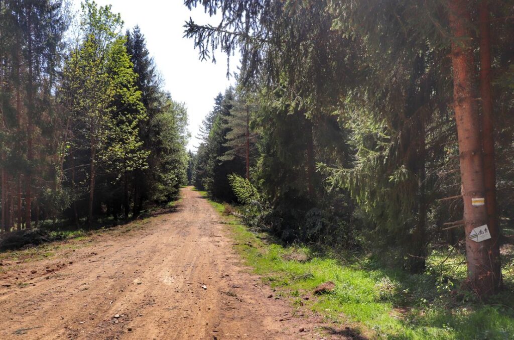Szeroka droga leśna na żółtym szlaku w Lipnicy Wielkiej