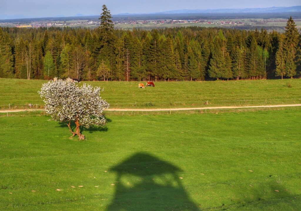 Widok rozciągający się z wieży widokowej na Marysinej Polanie