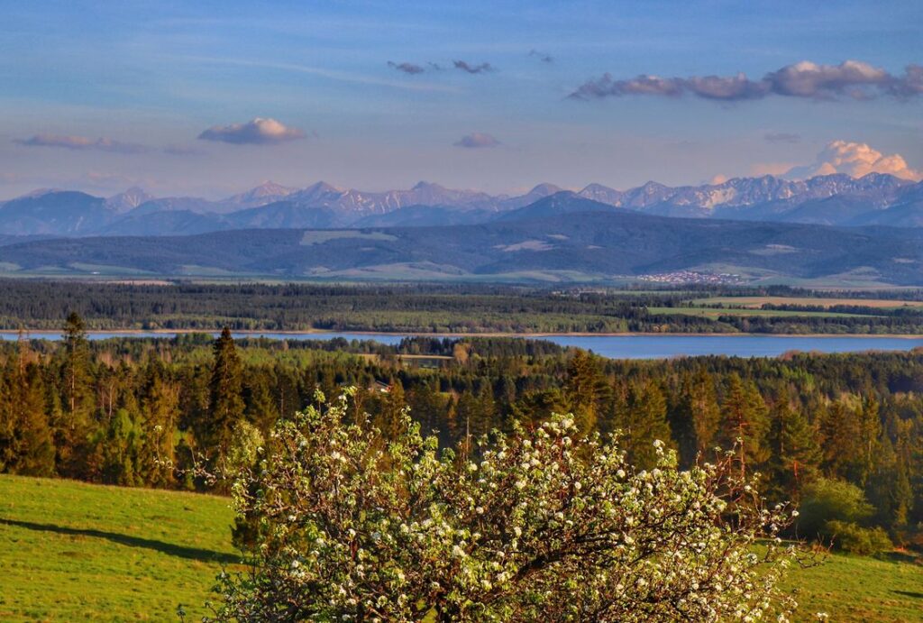 Widok z wieży widokowej na Tatry - Lipnica Wielka - Marysina Polana, wiosenne drzewo