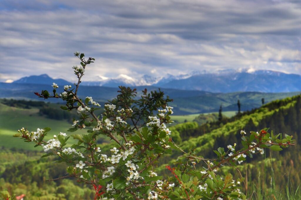 Wiosna - Magura Orawska, widok na Tatry